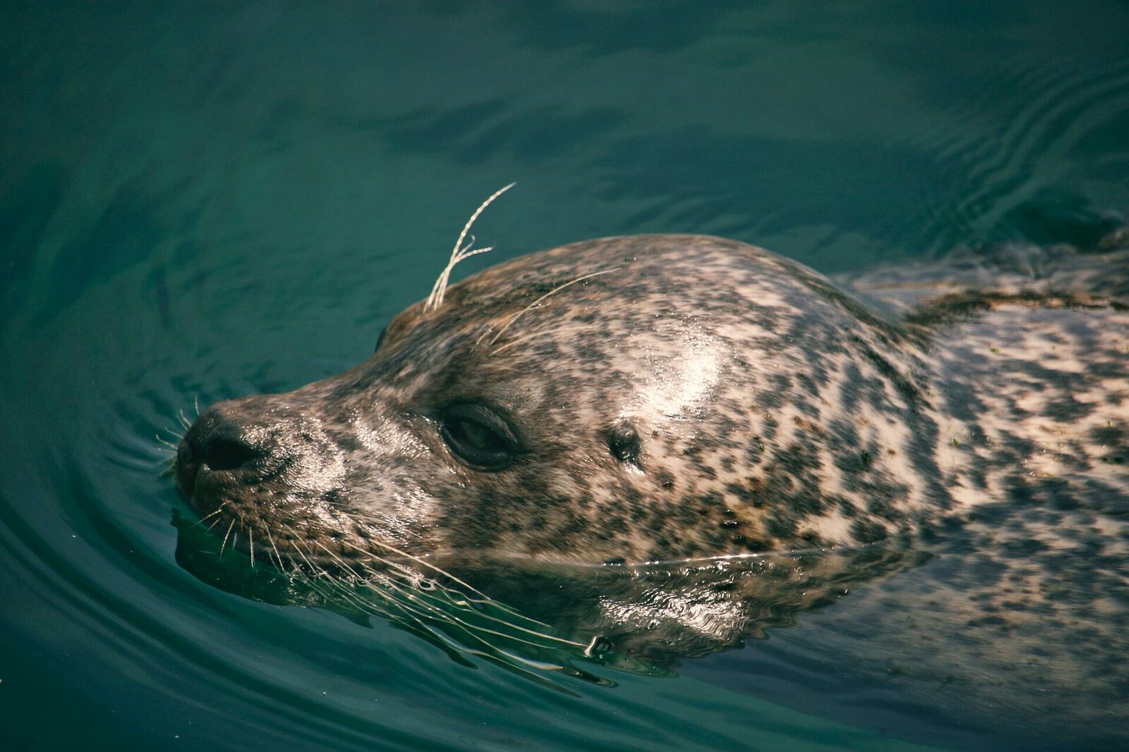 Marineland