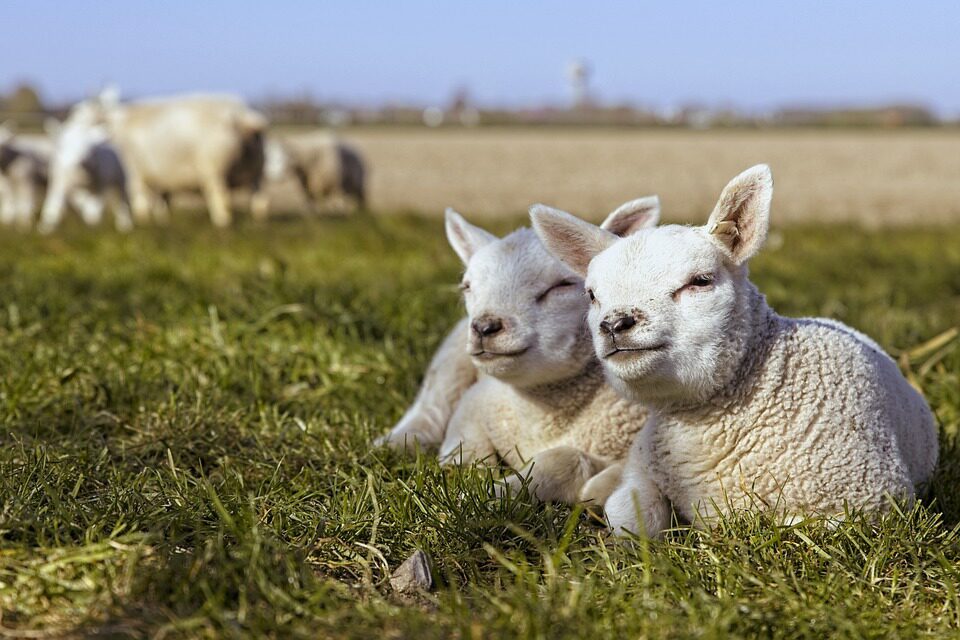 Spring in Zeeland 