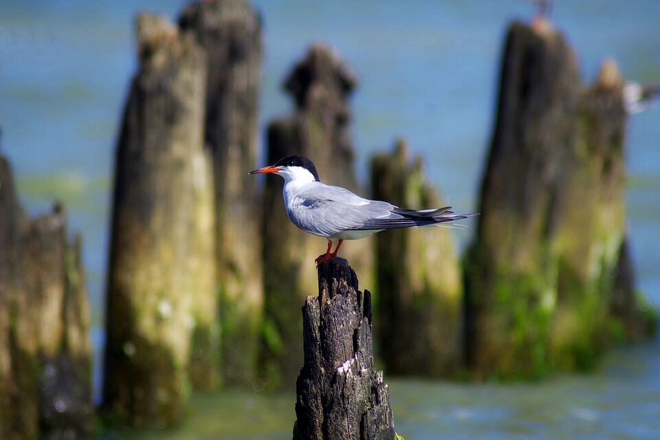 Spring in Zeeland 