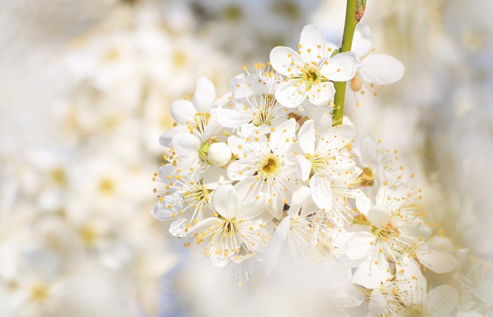 Spring in Zeeland 