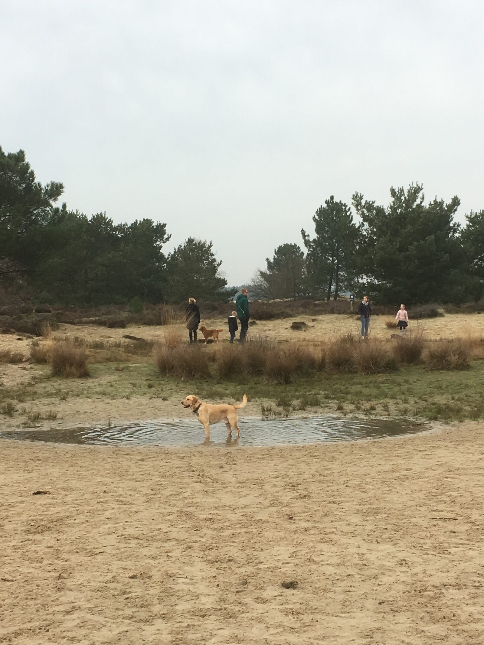 Loonse en Drunense Duinen met hond