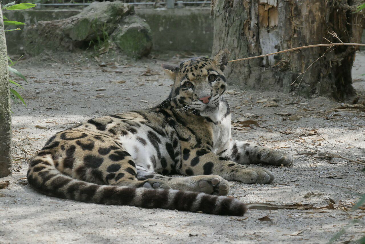 dierenpark zie-zoo