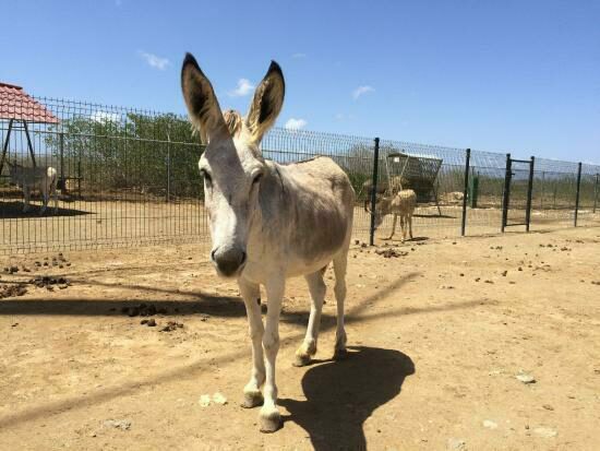 Donkey Sanctuary