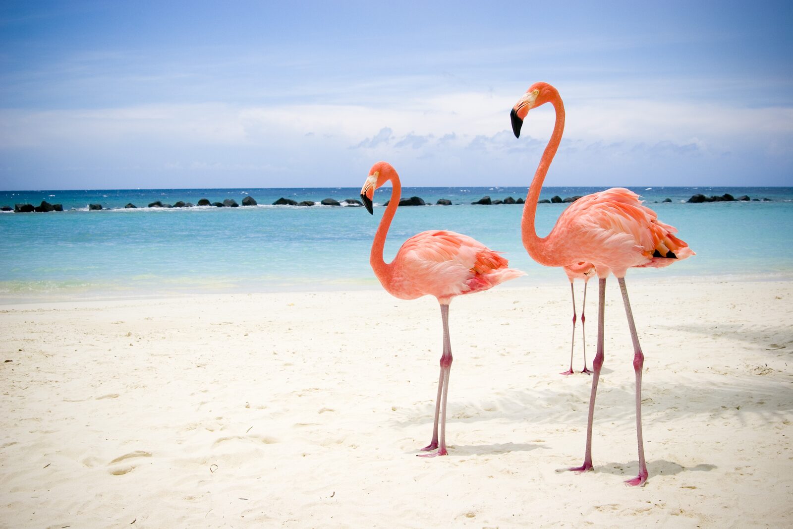 Animals on Bonaire