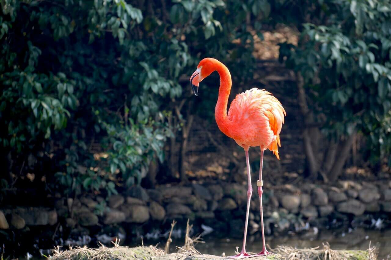 Flamingo Bonaire