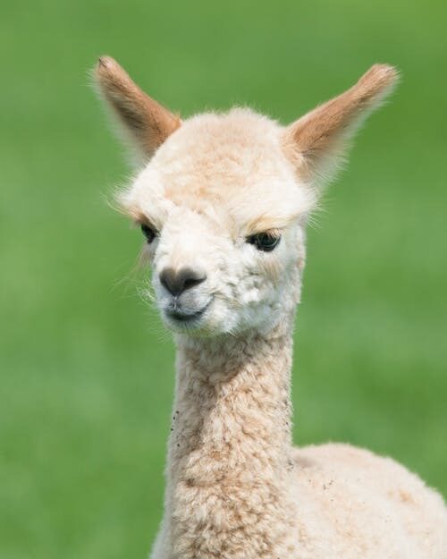 Alpacafarm Vorstenbosch