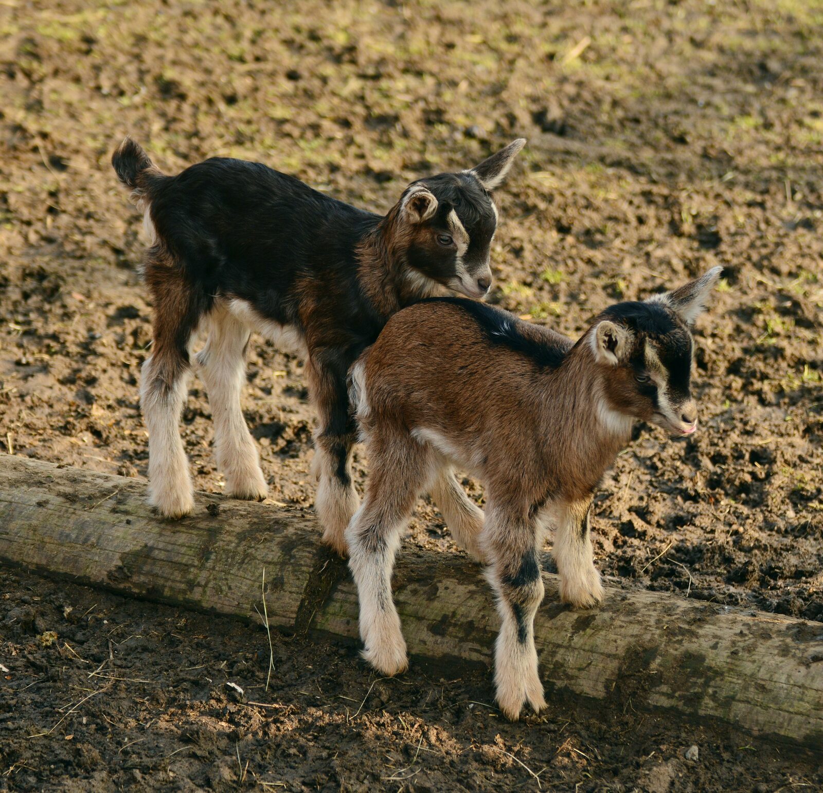 Children's Farm Groenhoeve