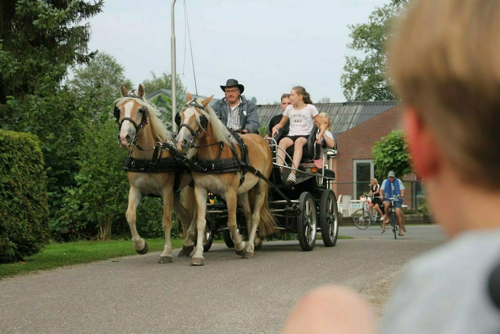 HARP | Kleine Belties