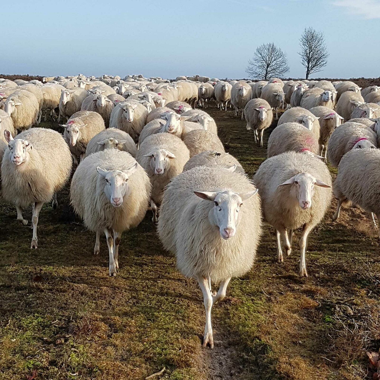 🐑 Sheepfold Ermelo