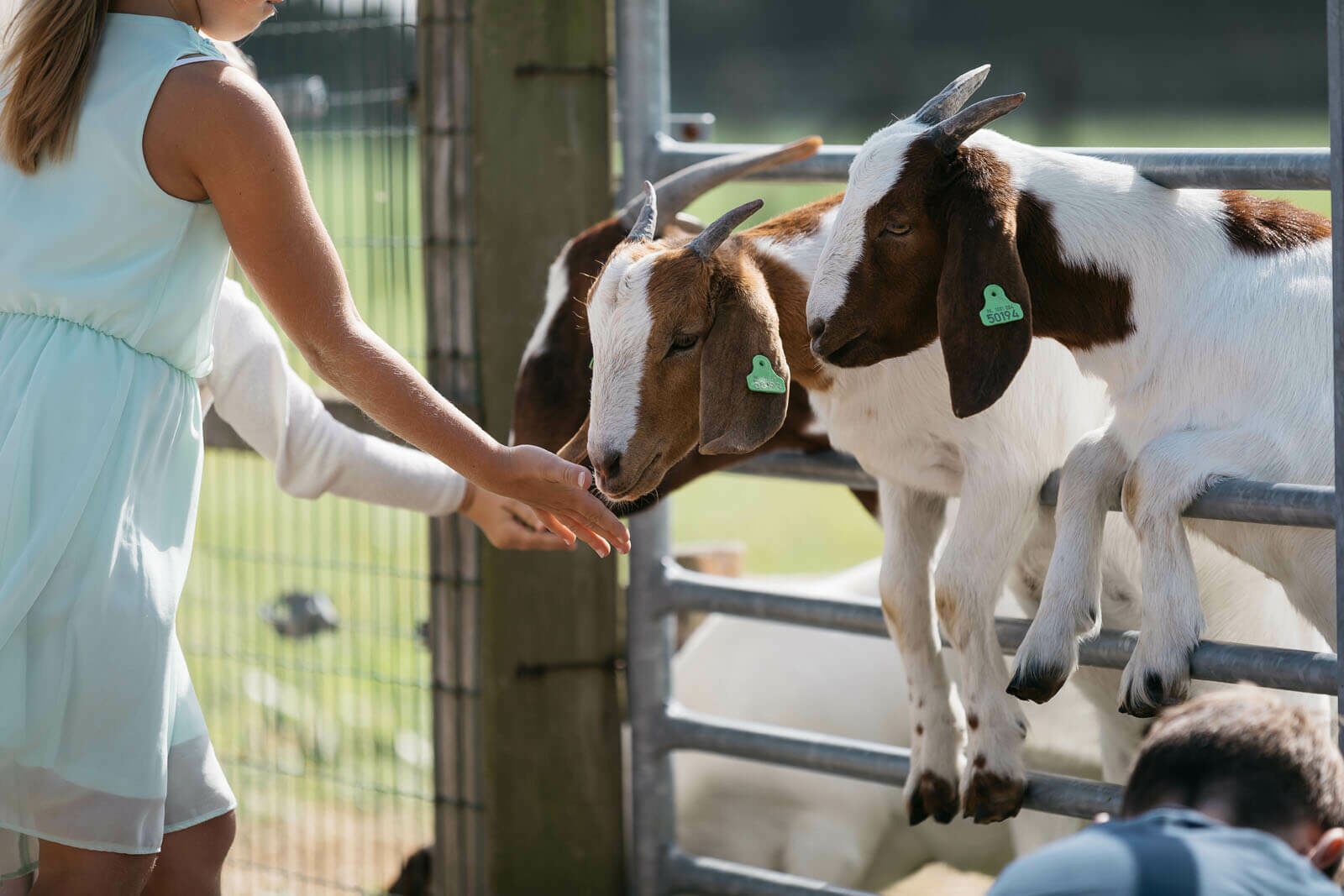 Goat Farm De Mekkerstee