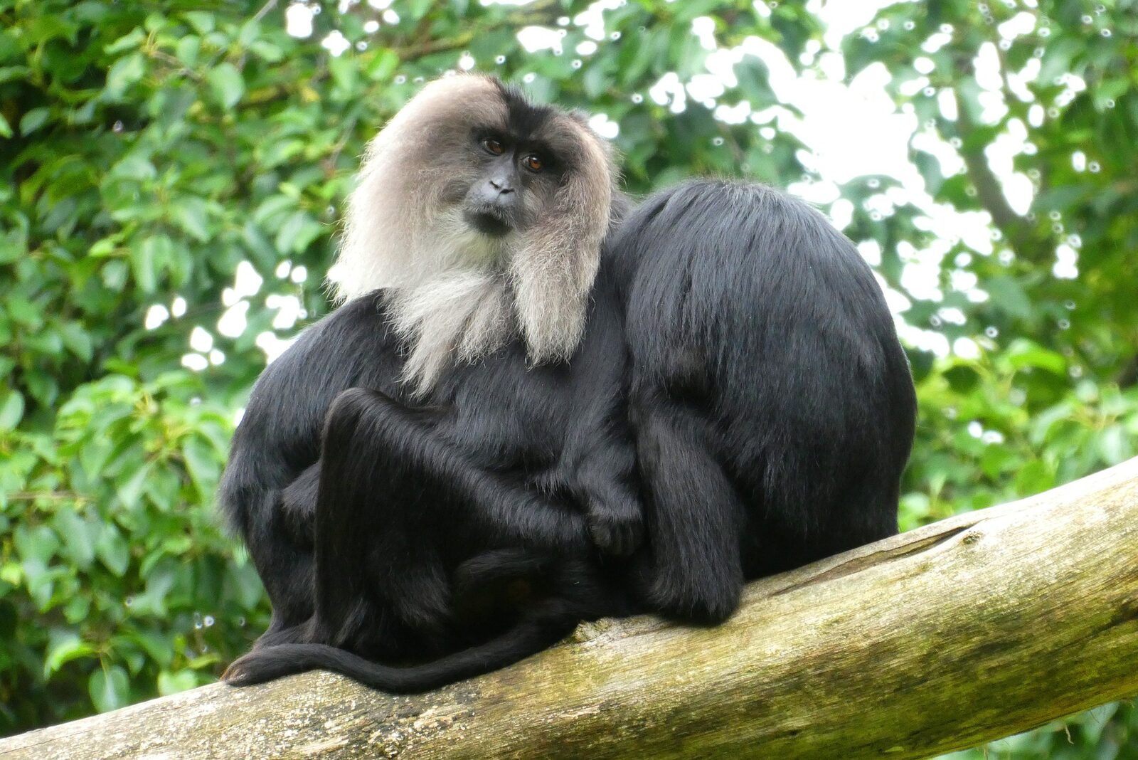 ZooParc Overloon
