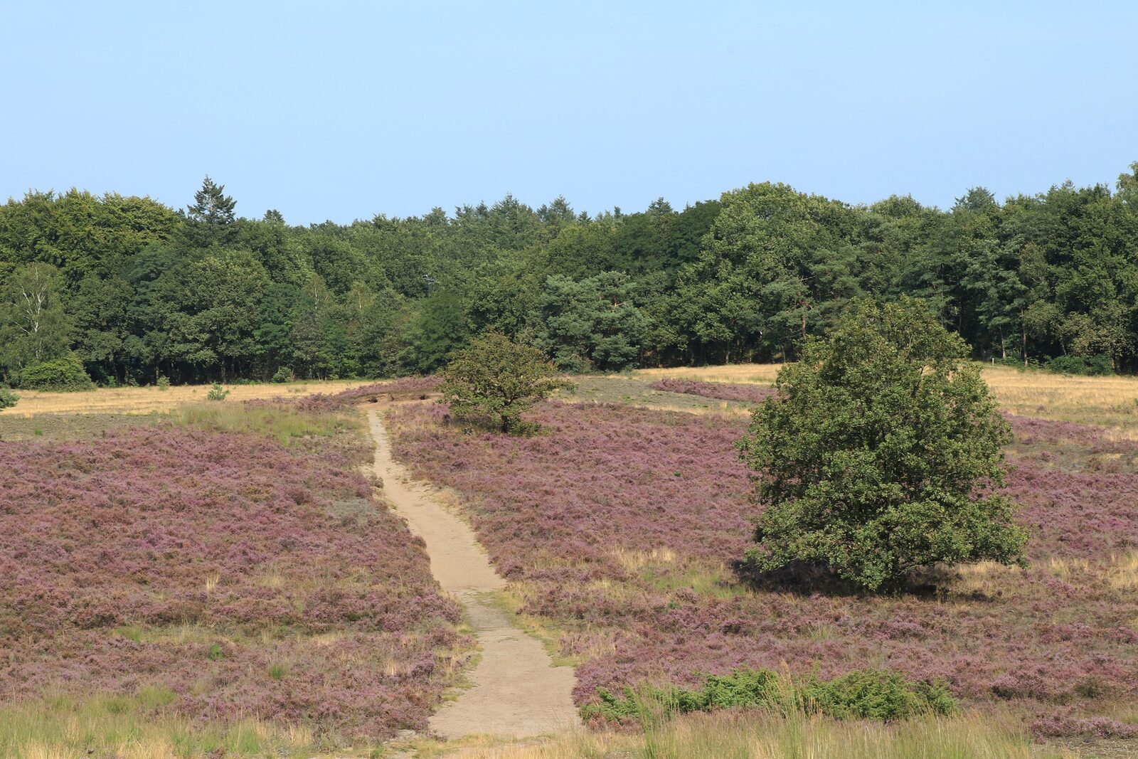 Eendenmeer (Duck Lake)