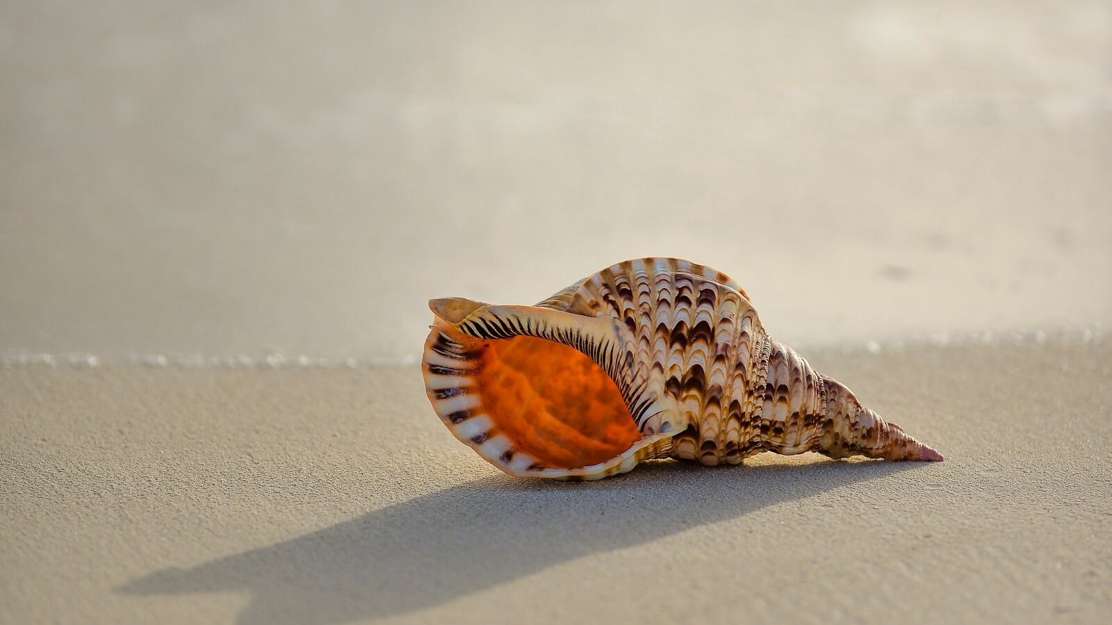 Natuur aan de kust - natuurlijke schatten - Holiday Suites