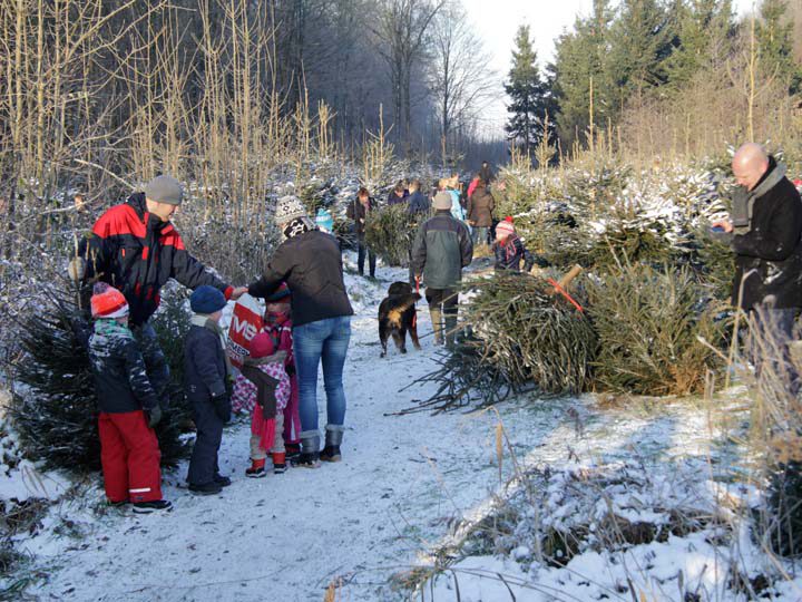 Kuinder forest