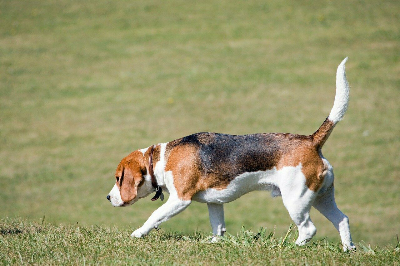 Urlaub in Frankreich mit Hund: 5 Ferienhäuser