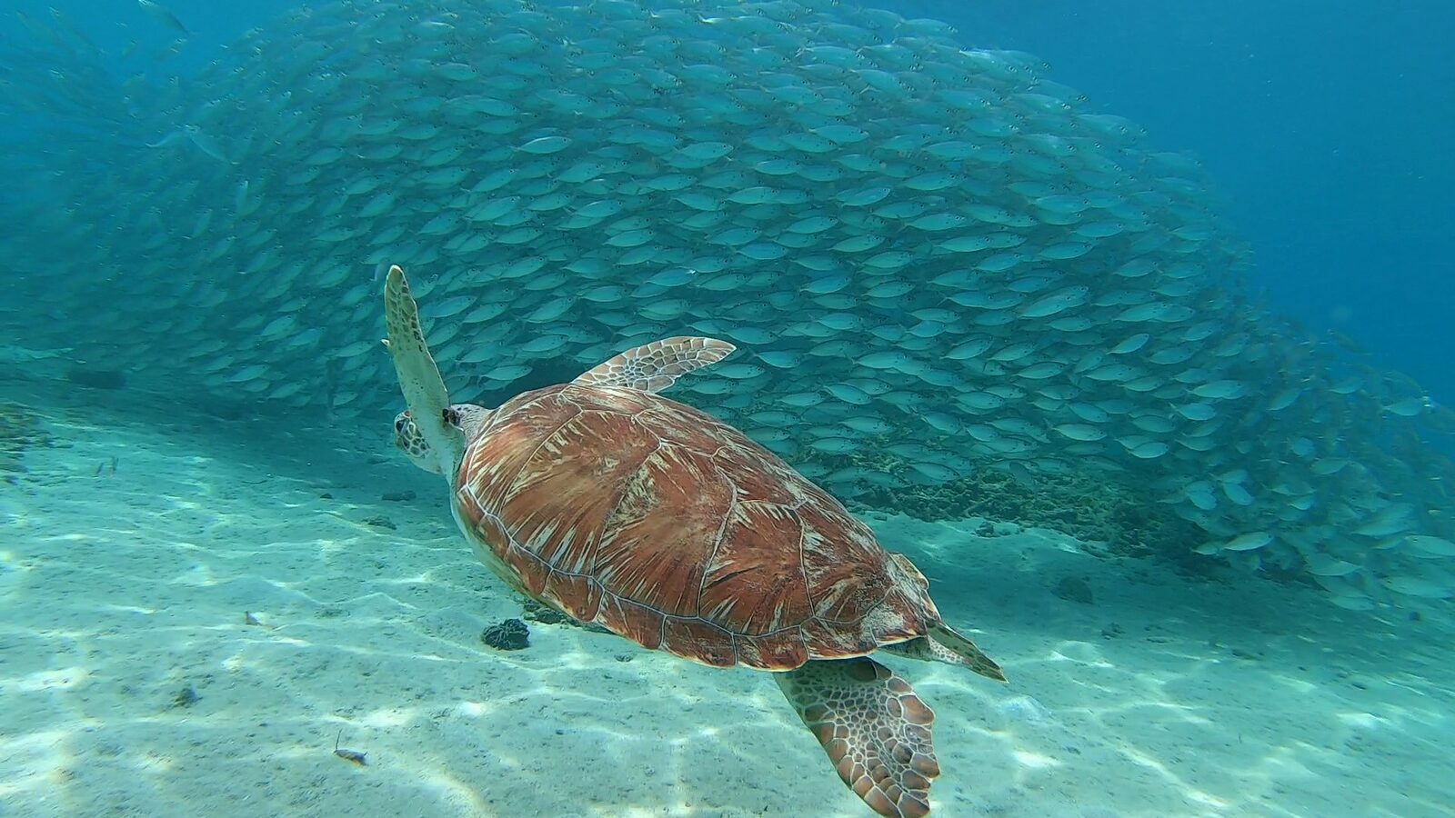 Bahia Diving Cursussen