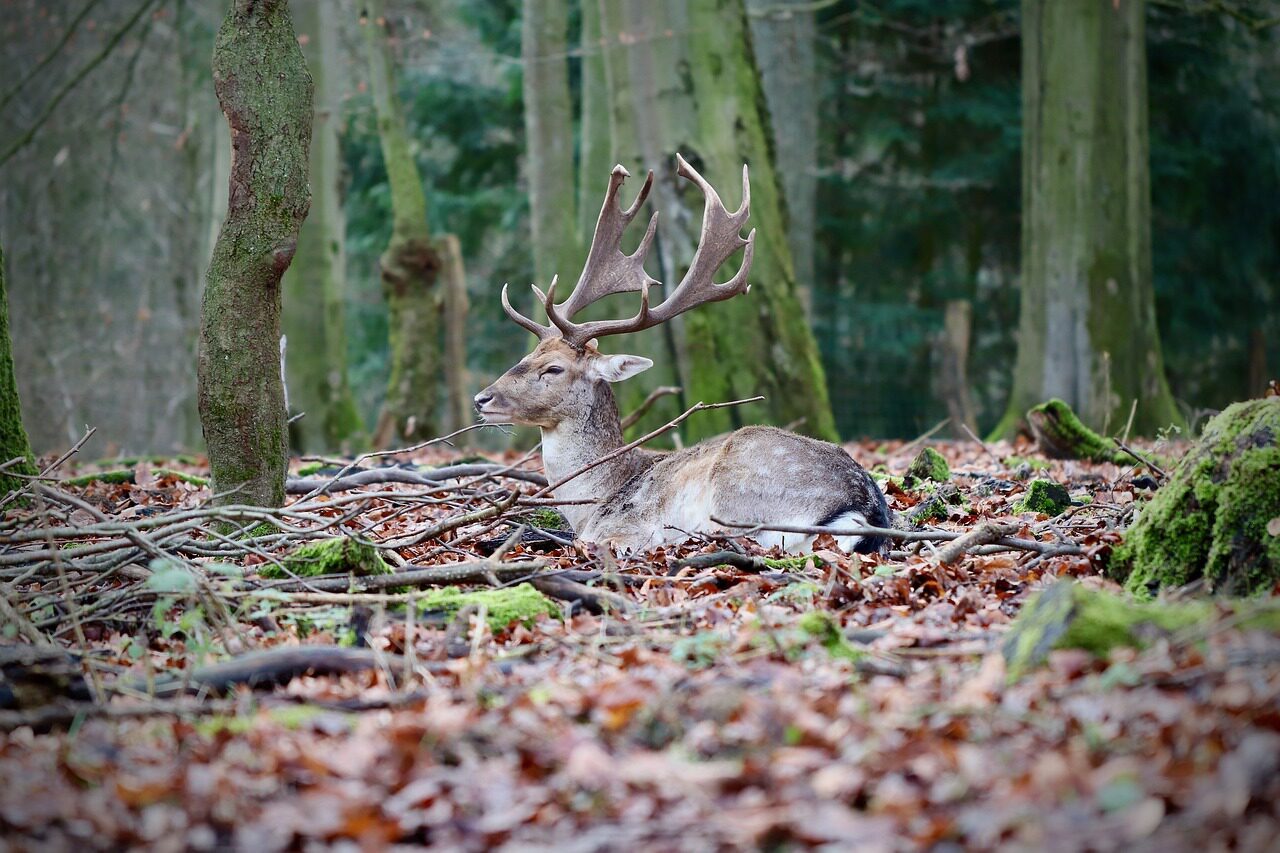 Fall in Zeeland