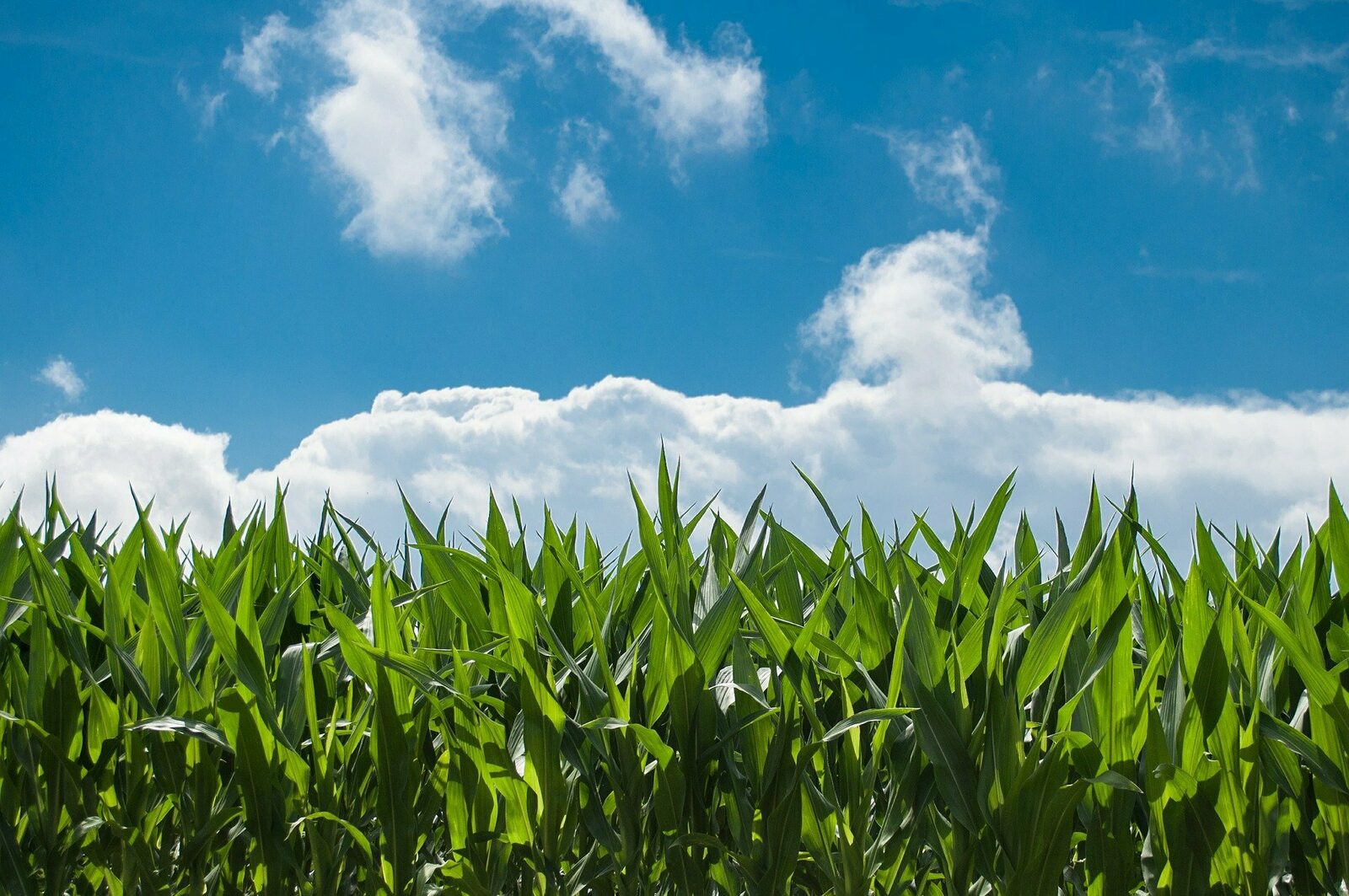 🌽 Escape from the Corn maze in Voorthuizen