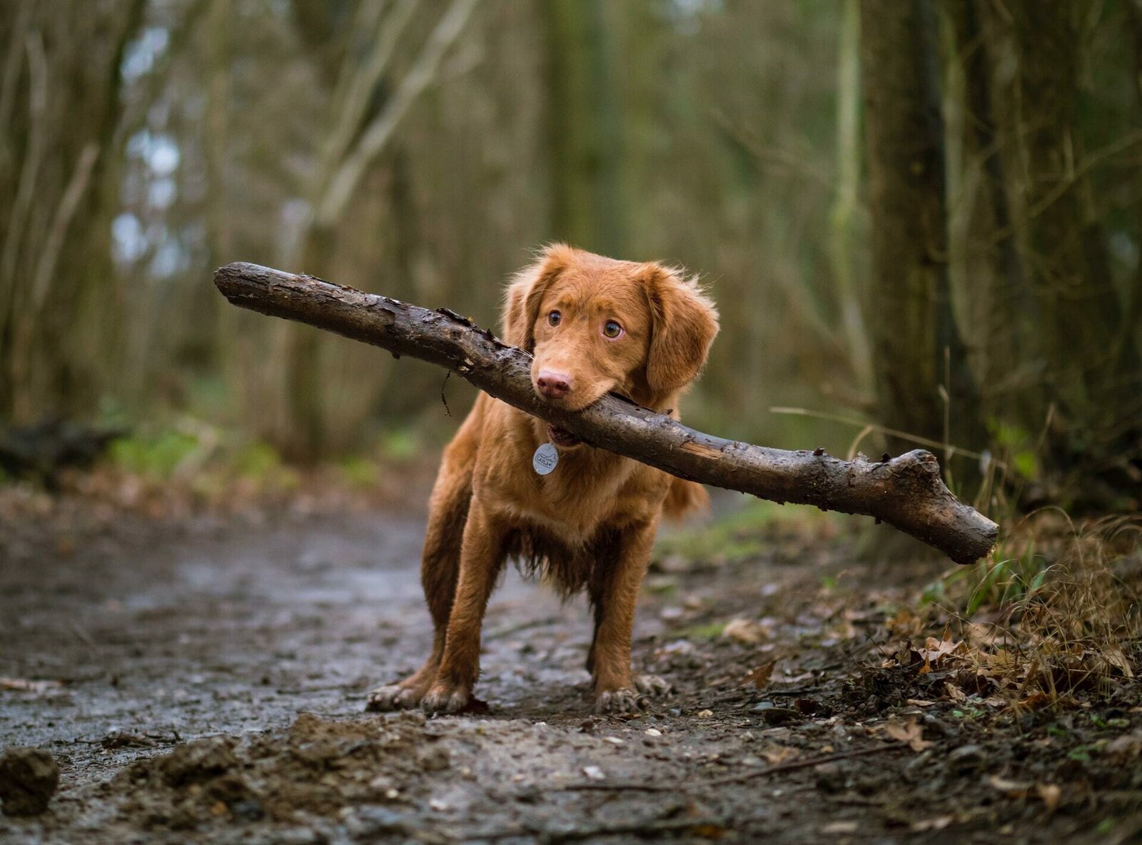 Holiday Limburg with dog