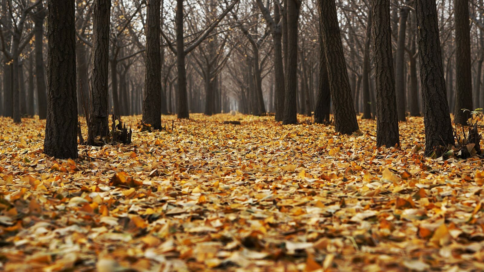 Autumn holidays Brabant