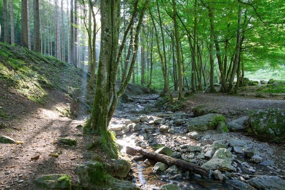 Ontdek de prachtige natuur van de Ardennen