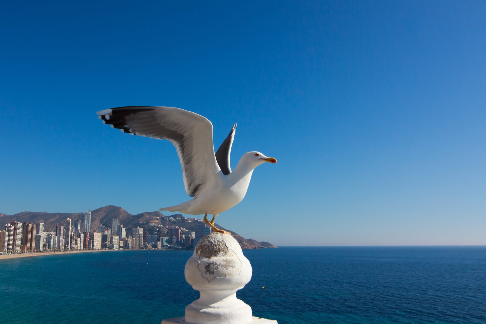 Seagull on balcony of Benidorm with Benidorm skyline in the background