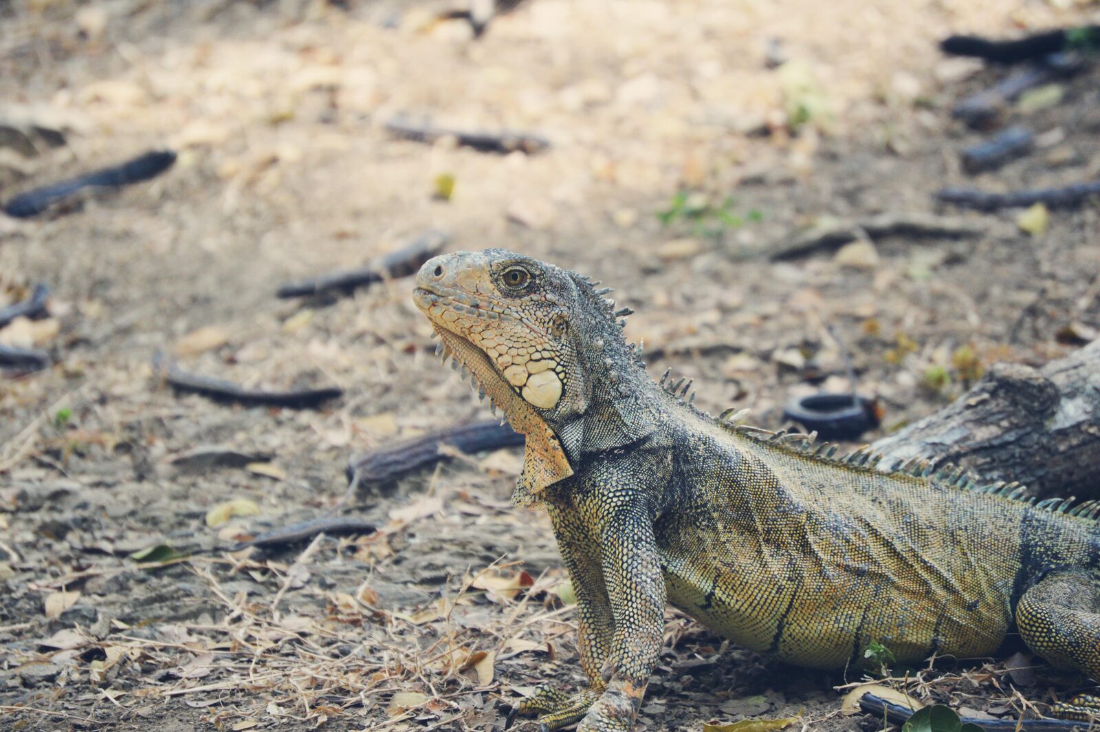 Leguaan Bonaire