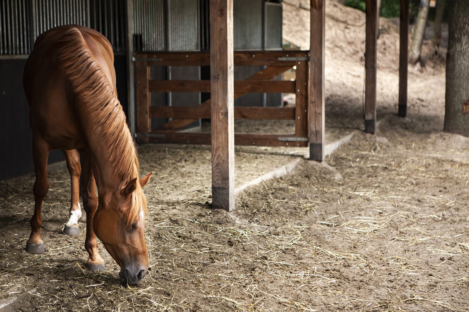 Paardenhotel 