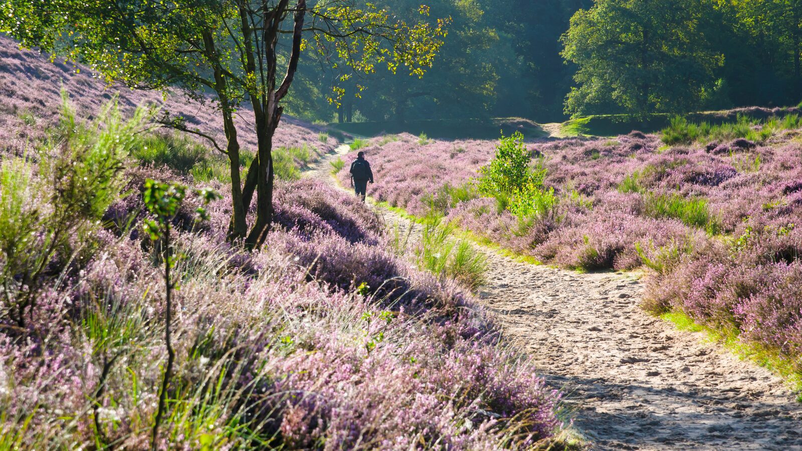 The Veluwe