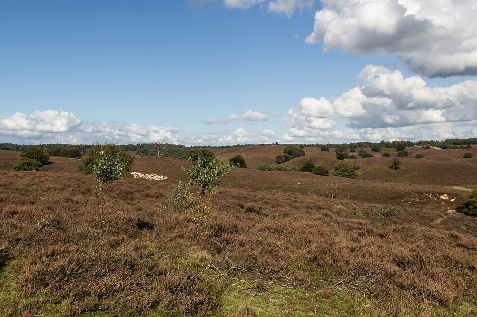 Campsite Veluwe