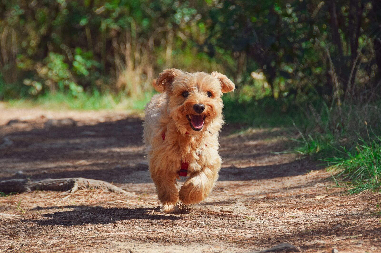 Camping Achterhoek met hond