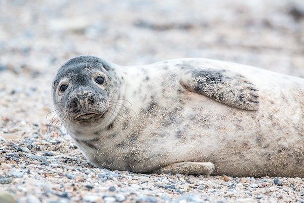 Spot seals at Neeltje Jans North Sea Oosterschelde