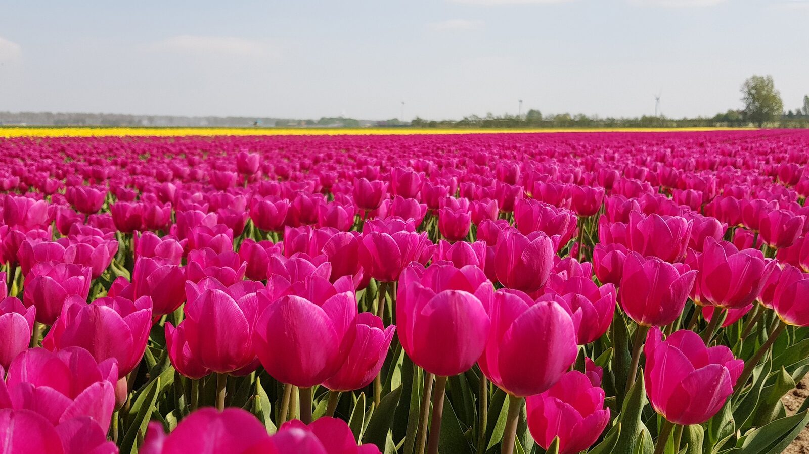 Tulip fields