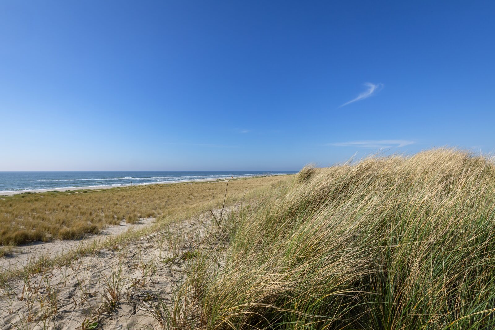 Hiking in the Dutch dunes