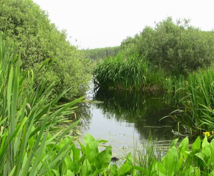 Natuurgebied het Zwanenwater