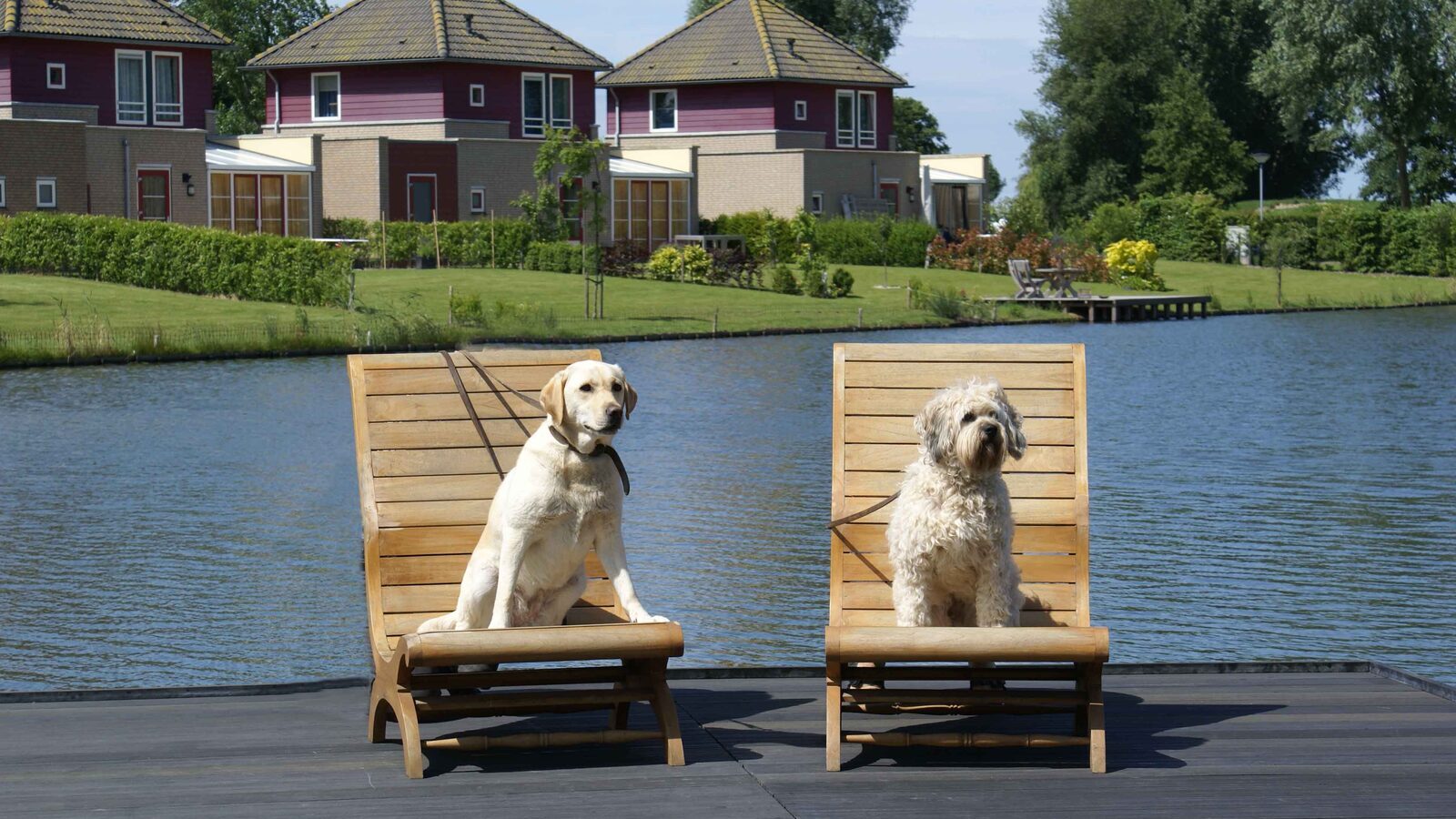 honden op het park