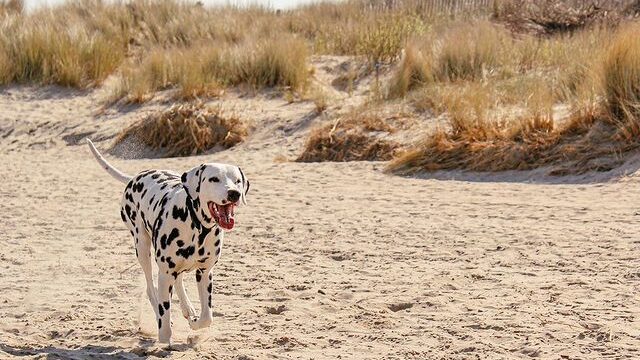 honden strand