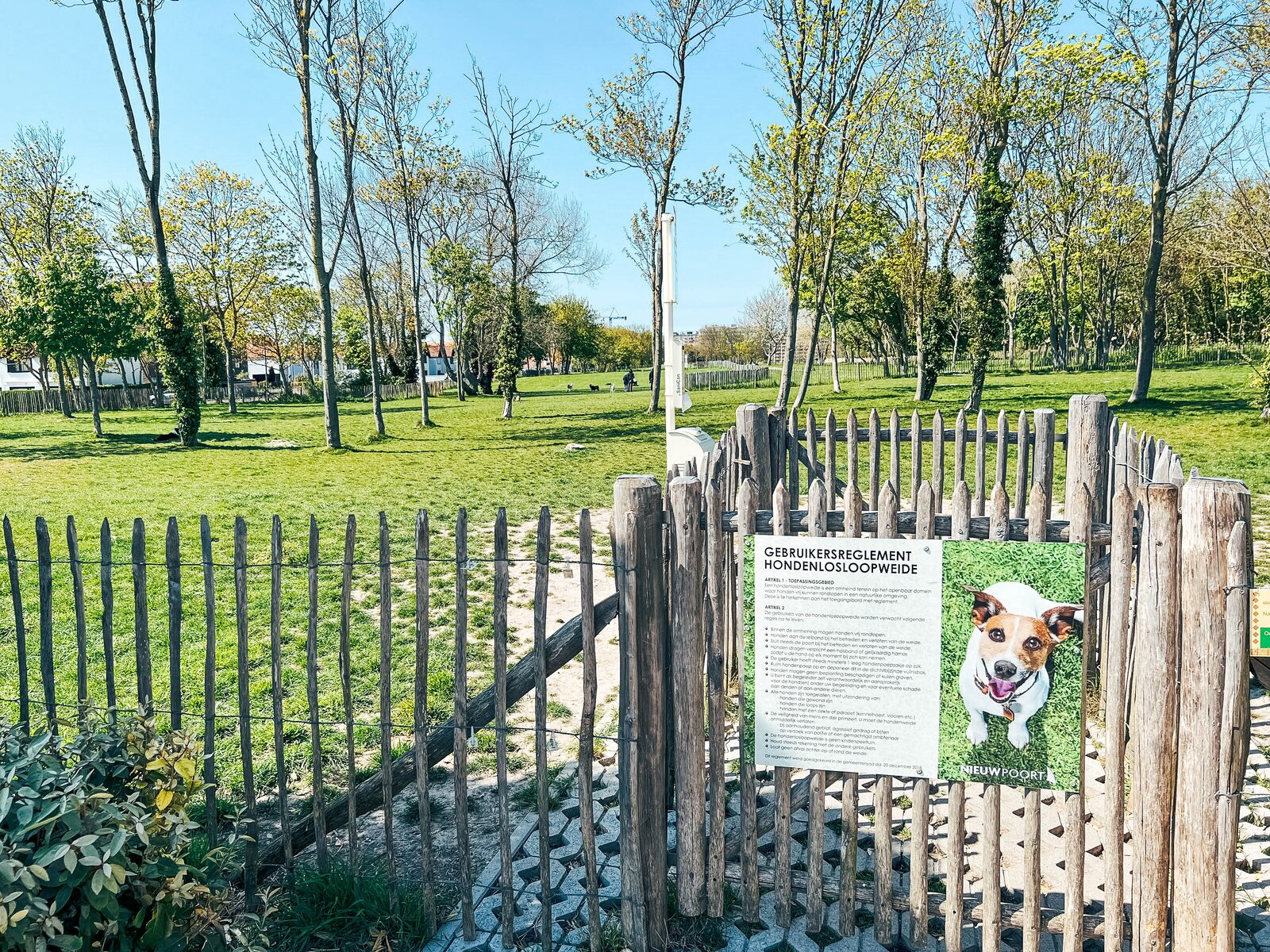 Pré de chien à Nieuport