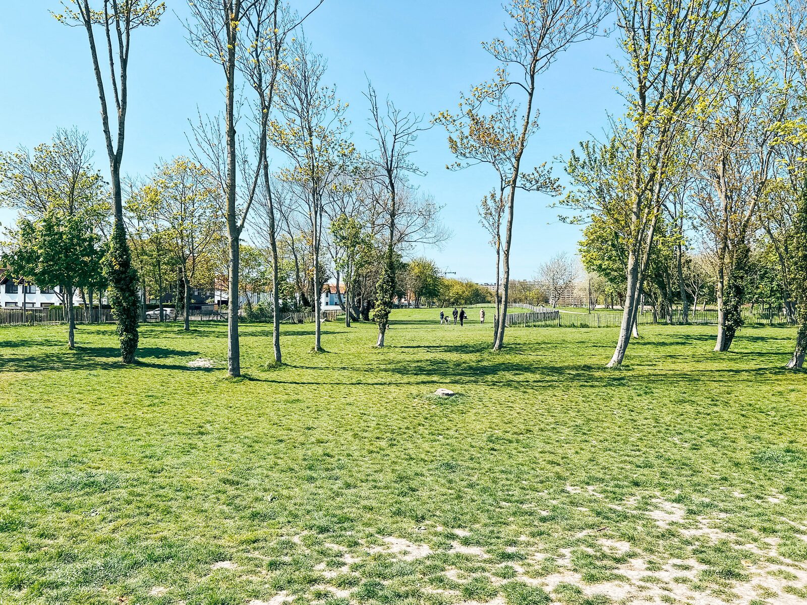 Pré de chien à Nieuport