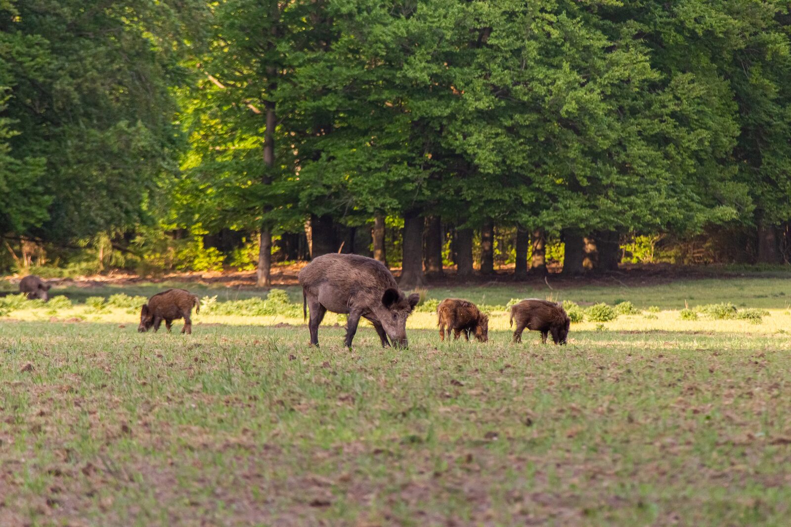 🦌 National Park The Hoge Veluwe