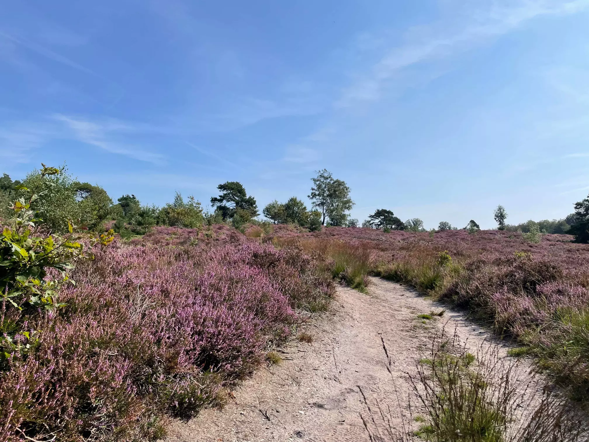 Vakantiepark Hellendoorn sfeerfoto 5