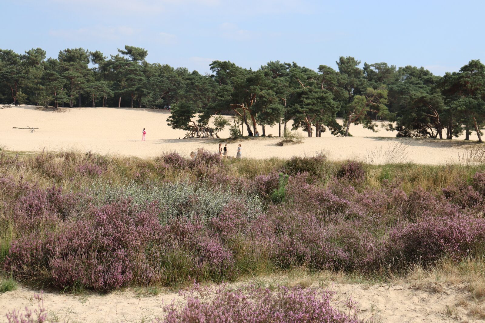 Camping Loonse en Drunense Duinen