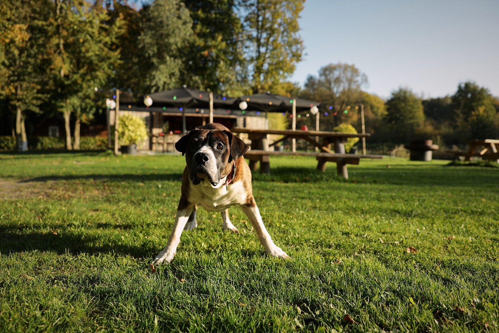 Vakantiehuis met hond