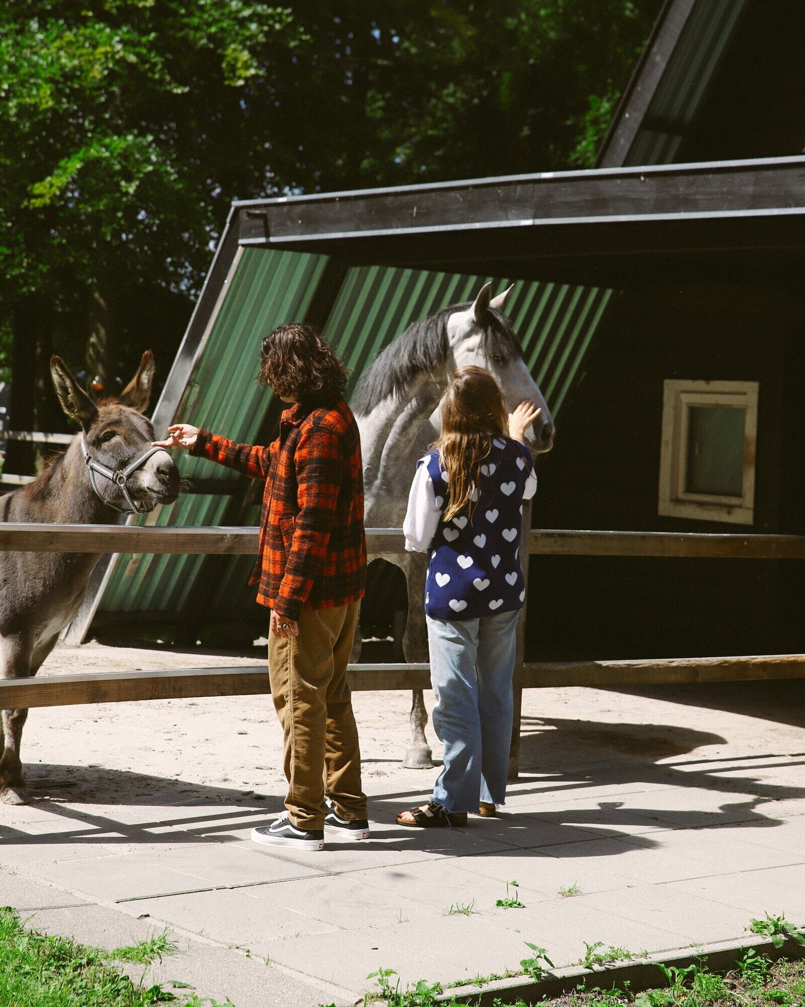 Horses and Donkey