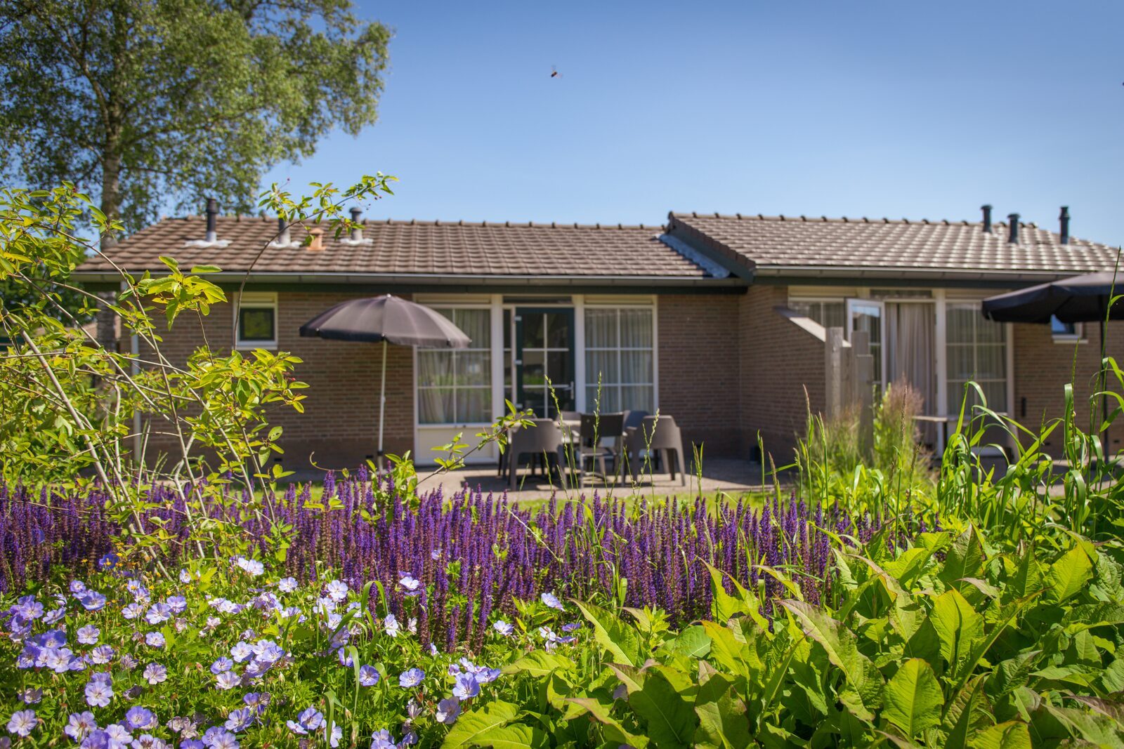 Bungalow park Veluwe