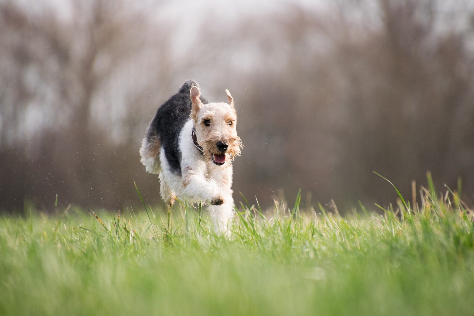 Vacation cottage in Overijssel with dog