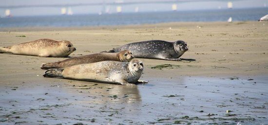 Seal watching