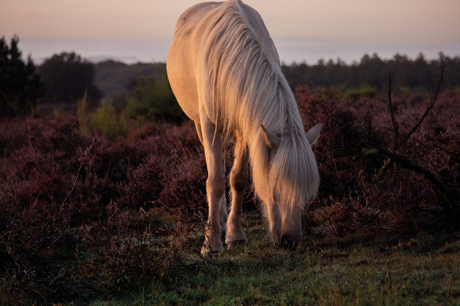 Take your horse with you on vacation