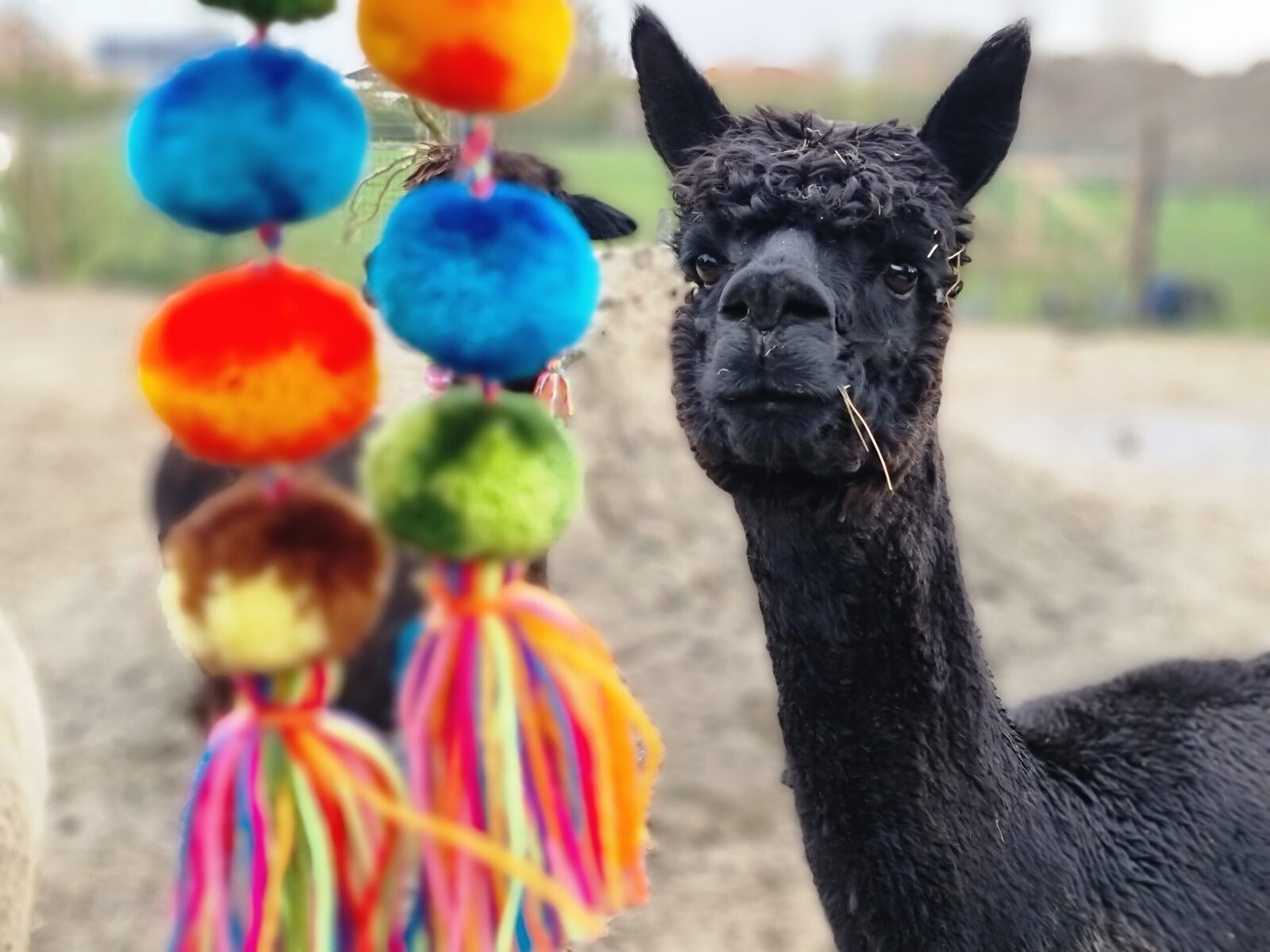 Alpaca farm