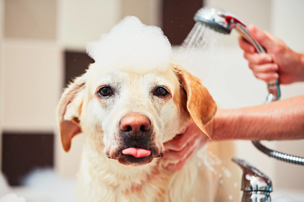 Dog Spa holiday Zeeland beach